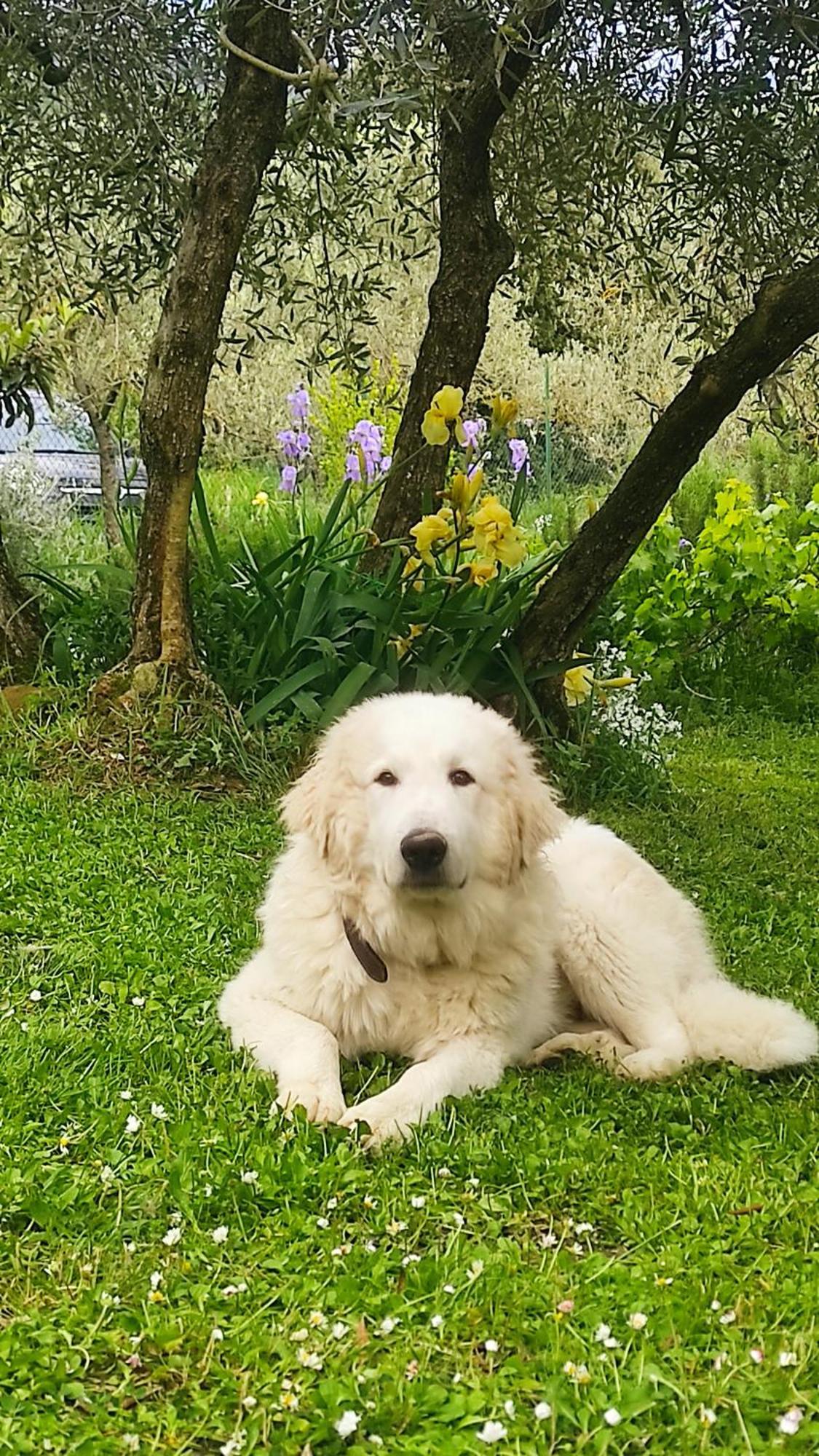 La Casina Di Iris *